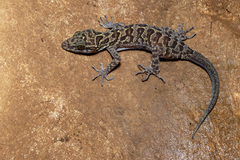 Tak Bent-Toed Gecko photo 3