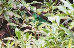 Cyanoramphus malherbi