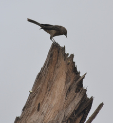 Campylorhynchus turdinus