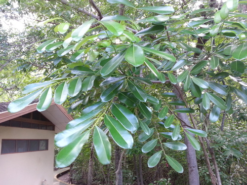 Simarouba amara - Whole tree