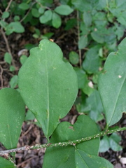 Erythroxylum havanense