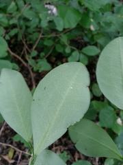 Erythroxylum havanense