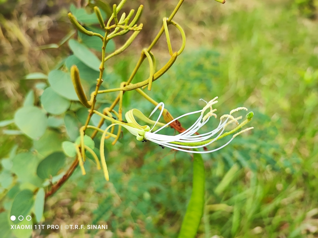 Bauhinia bauhinioides