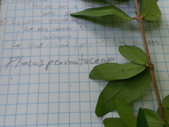 Plocosperma buxifolium