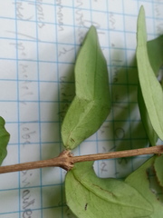 Plocosperma buxifolium