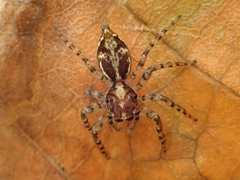 Compsodecta