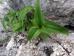 Tradescantia petricola