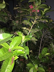 Ixora coccinea