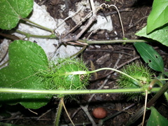 Passiflora foetida image
