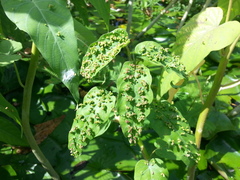 Acalitus ipomocarneae