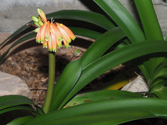 Clivia caulescens