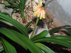 Clivia caulescens