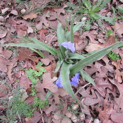 Tradescantia subacaulis