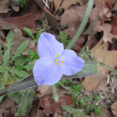 Tradescantia subacaulis