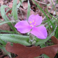 Tradescantia subacaulis