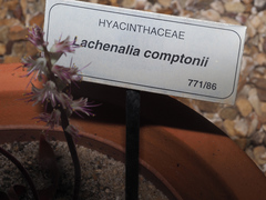 Lachenalia comptonii