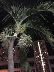 Arecaceae
