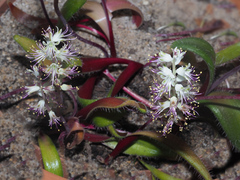 Lachenalia comptonii