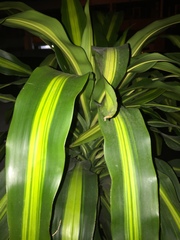 Dracaena fragrans