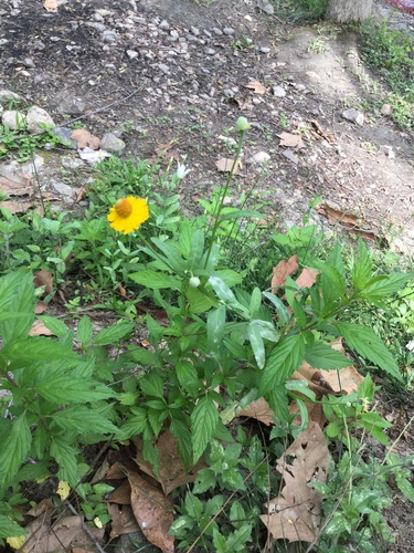Image of Helenium quadridentatum by (c) Erick Vélez Sánchez, some rights reserved (CC BY)