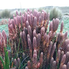 Phlegmariurus crassus