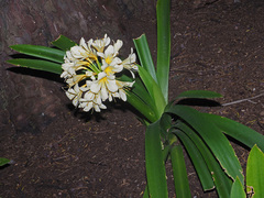 Clivia miniata citrina