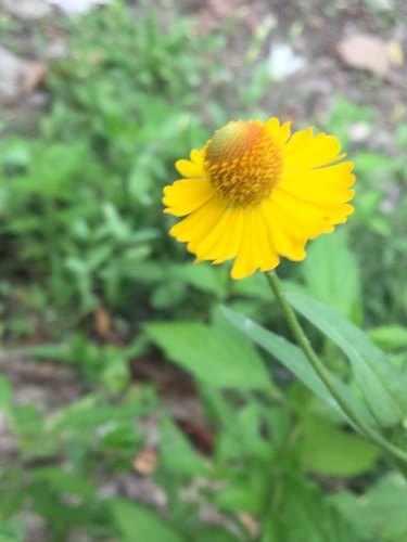 Image of Helenium quadridentatum by (c) Erick Vélez Sánchez, some rights reserved (CC BY)