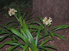 Clivia miniata citrina
