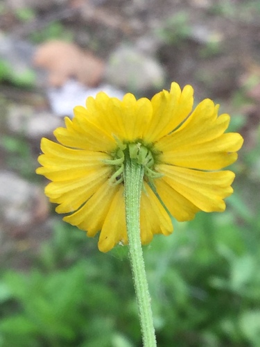 Image of Helenium quadridentatum by (c) Erick Vélez Sánchez, some rights reserved (CC BY)