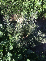 Pseudognaphalium leucocephalum