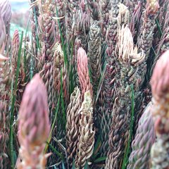 Phlegmariurus crassus