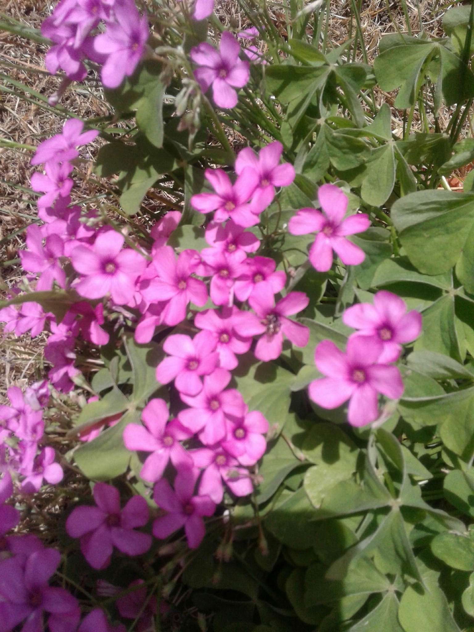 Oxalis articulata image