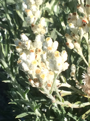 Pseudognaphalium leucocephalum