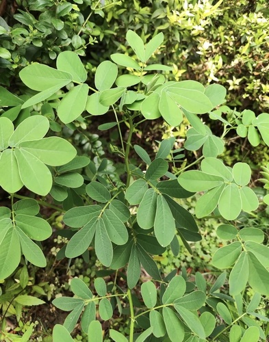 American Sicklepod