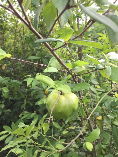 Annona globiflora observed 2023-04-21
