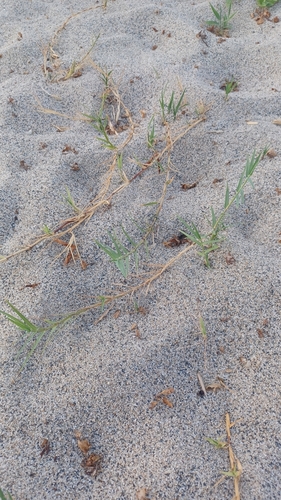 Zoysia macrostachya iNat (1)