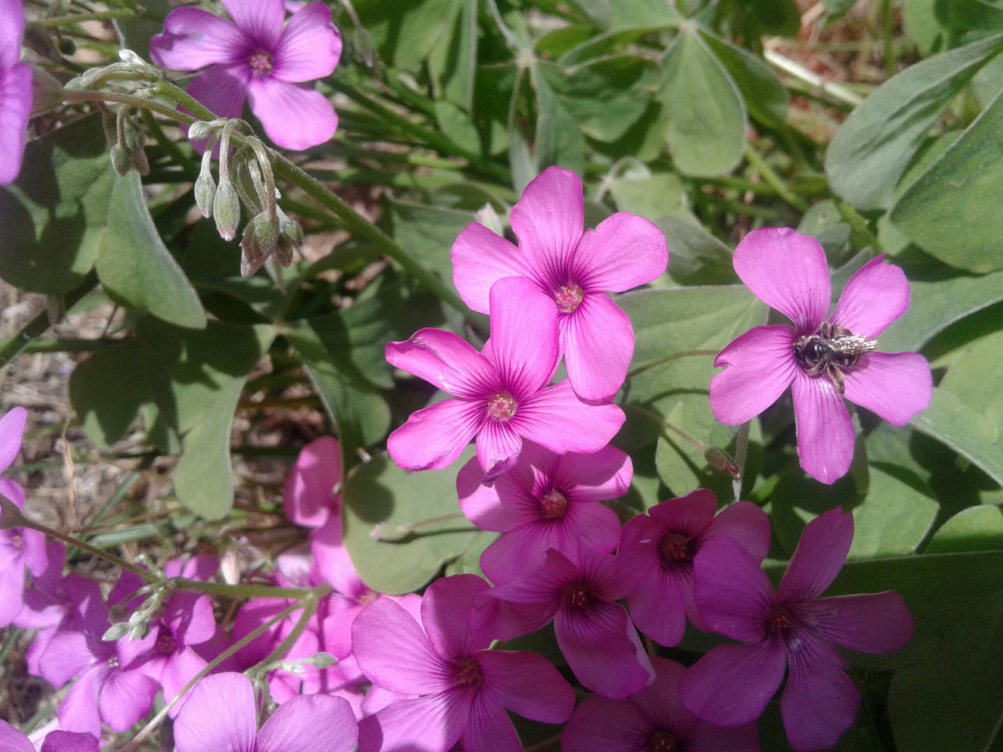 Oxalis articulata image