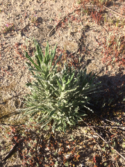 Pseudognaphalium leucocephalum