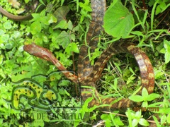 Clifton's Lizard Eater photo 3