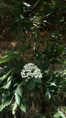 Sambucus nigra