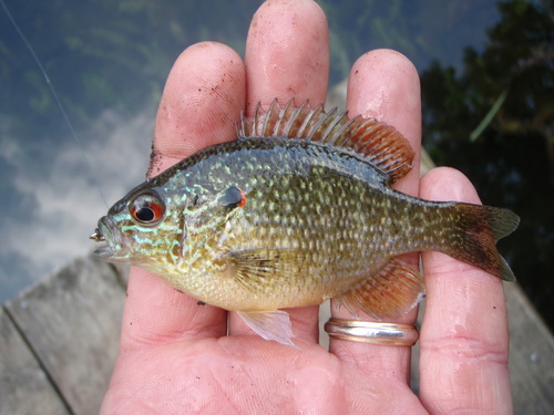Lepomis peltastes