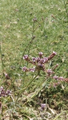 Verbena litoralis