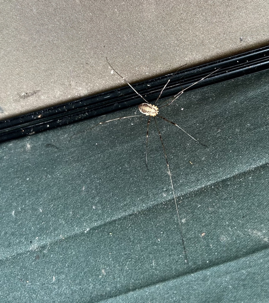 Canestrini's Harvestman from Eglingham Way, Morpeth, England, GB on