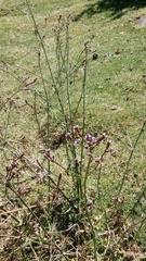 Verbena litoralis