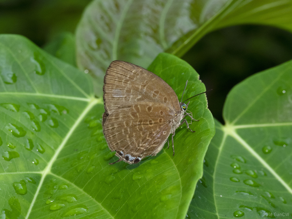 Tailed Disc Oakblue