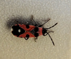 Horvathiolus superbus