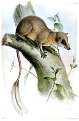 Pen-Tailed Treeshrew photo 2