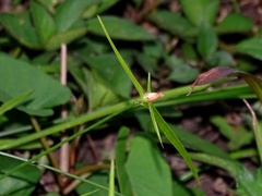 Rhynchospora radicans