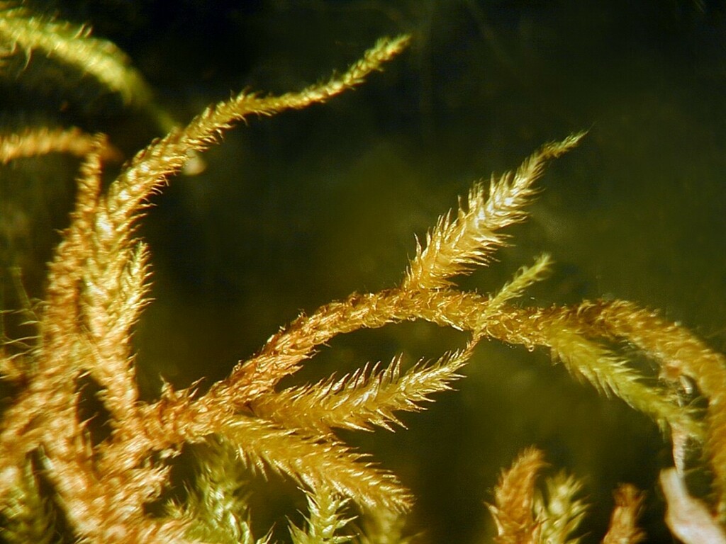 Puiggariopsis