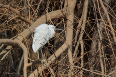Egretta garzetta